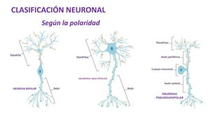 Según la polaridad
CLASIFICACIÓN NEURONAL
 