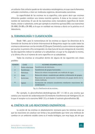 61
BIOQUÍMICA E INMUNOLOGÍA
Tema 5. Enzimas en el laboratorio
un cofactor. Este cofactor puede ser de naturaleza metalorgánica, en cuyo caso lo llamamos
activador enzimático, o bien ser moléculas orgánicas, denominadas coenzimas.
La especificidad de las enzimas no es específica, esto quiere decir que enzimas
diferentes pueden catalizar una misma reacción química. A éstas se les conoce con el
nombre de isoenzimas. El uso de las isoenzimas como marcadores específicos de lesión
tisular, celular o subcelular, como por ejemplo la creatinina quinasa (CK) y sus isoenzimas
CK-MM, CK-BB y CK-MB, es lo que en realidad nos interesa a diario en la práctica en el
laboratorio.
3. TERMINOLOGÍA Y CLASIFICACIÓN
Desde 1961, para la nomenclatura de las enzimas se siguen las directrices de la
Comisión de Enzimas de la Unión Internacional de Bioquímica según las cuales todas las
enzimas se denominan con las iniciales EC (Enzyme Comisión) y cuatro números separados
por puntos. La primera cifra corresponde a la clase (una de las seis categorías de reacción),
las dos siguientes indican la subclase y la subsubclase a la que se ha asignado la enzima,
y la última cifra es el número de serie específico en su subsubclase.
Todas las enzimas se encuadran dentro de alguna de las siguientes seis clases
posibles:
Fig. 5.1. Clasificación de las enzimas.
Transferencia de electrones.
Transferencia de grupos funcionales.
Rotura de enlaces incorporando una molécula de agua.
Rotura de enlaces covalentes por adición o eliminación de grupos.
Reacciones de isomerización: transferencia de grupos dentro de la
misma molécula.
Formación de enlaces covalentes mediante reacciones de
condensación.
1
2
3
4
5
6
ACCIONES DESARROLLADAS
Oxido-reductasas
Transferasas
Hidrolasas
Liasas
Isomerasas
Ligasas
CLASE
NÚMERO
Por ejemplo, la glicerolfosfato-deshidrogenasa (EC 1.1.1.8) es una enzima que
cataliza una reacción de oxidorreducción (1) mediante transferencia de hidrógeno (1), en
la que el receptor es la coenzima NAD+
(1) y el dador el sustrato glicerolfosfato (8).
4. CINÉTICA DE LAS REACCIONES ENZIMÁTICAS
La acción de las enzimas es absolutamente necesaria para los sistemas vivos ya
que las reacciones sin catalizar son lentas y las posibilidades que tiene una molécula de
cambiar en un ambiente estable como es el medio biológico, son muy bajas, de ahí que
 