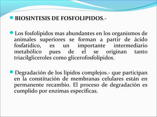 BIOSINTESIS DE FOSFOLIPIDOS.-

Los fosfolípidos mas abundantes en los organismos de
 animales superiores se forman a partir de ácido
 fosfatídico, es un importante intermediario
 metabólico pues de el se originan tanto
 triacilgliceroles como glicerofosfolípidos.

Degradación de los lípidos complejos.- que participan
 en la constitución de membranas celulares están en
 permanente recambio. El proceso de degradación es
 cumplido por enzimas específicas.
 