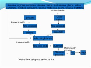 Alanina, arginina, aspartato, cisteina, cistina, fenil alanina, glicina, valina,
Glutamato, histidina, isoleucina, leucina, metionina, serina, tirosina, triptófano
                                                 transaminación
                        +                               +
                      piruvato                          Oxalo
                                                       acetato
     transaminación
                 Alfa-cetoacido                   Alfa-cetoacido
                        +                                +
                      alanina                         aspartato

                            +    Alfa cetoglutarato
          transaminación
                                Alfa-ceto-acido + glutamato
                                                                  Deaminación
                                                                  oxidativa
                                                      Alfa-ceto         NH3     UREA
                                                      glutarato     +

            Destino final del grupo amina de AA
 