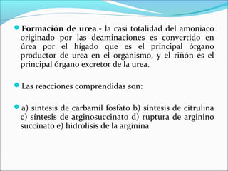 Formación de urea.- la casi totalidad del amoniaco
 originado por las deaminaciones es convertido en
 úrea por el hígado que es el principal órgano
 productor de urea en el organismo, y el riñón es el
 principal órgano excretor de la urea.

Las reacciones comprendidas son:

a) síntesis de carbamil fosfato b) síntesis de citrulina
 c) síntesis de arginosuccinato d) ruptura de arginino
 succinato e) hidrólisis de la arginina.
 
