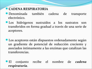 CADENA RESPIRATORIA
Denominada      también        cadena   de        transporte
 electrónico.
Los hidrógenos sustraídos a los sustratos son
 transferidos en forma gradual a través de una serie de
 aceptores.

Los aceptores están dispuestos ordenadamente según
 un gradiente de potencial de reducción creciente y
 asociados íntimamente a las enzimas que catalizan las
 transferencias.

El   conjunto    recibe   el     nombre      de     cadena
 respiratoria.
 