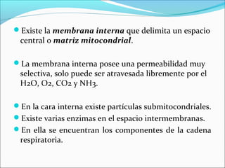 Existe la membrana interna que delimita un espacio
 central o matriz mitocondrial.

La membrana interna posee una permeabilidad muy
 selectiva, solo puede ser atravesada libremente por el
 H2O, O2, CO2 y NH3.

En la cara interna existe partículas submitocondriales.
Existe varias enzimas en el espacio intermembranas.
En ella se encuentran los componentes de la cadena
 respiratoria.
 