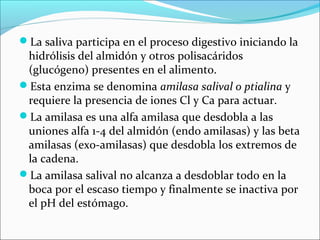 La saliva participa en el proceso digestivo iniciando la
 hidrólisis del almidón y otros polisacáridos
 (glucógeno) presentes en el alimento.
Esta enzima se denomina amilasa salival o ptialina y
 requiere la presencia de iones Cl y Ca para actuar.
La amilasa es una alfa amilasa que desdobla a las
 uniones alfa 1-4 del almidón (endo amilasas) y las beta
 amilasas (exo-amilasas) que desdobla los extremos de
 la cadena.
La amilasa salival no alcanza a desdoblar todo en la
 boca por el escaso tiempo y finalmente se inactiva por
 el pH del estómago.
 