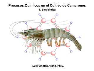 Procesos Químicos en el Cultivo de Camarones 3. Bioquímica Luis Vinatea Arana, Ph.D. 