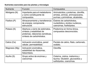 Nutrientes esenciales para las plantas y microalgas Cisteína, cistina, metionina y taurina. Glutatión, glucosidios y sulfolípidos, coenzimas. Grupo activo de enzimas y coenzimas Azufre (S) Clorofila Activación enzimática, estabilidad de ribosomas, fotosíntesis. Magnesio (Mg) Pectato de calcio, fitato, carbonato, oxalato. Activación enzimática, pared celular, permeabilidad. Calcio (Ca) Predomina en forma iónica, compuestos desconocidos. Abertura y cierre de estómatos, síntesis y estabilidad de proteínas, relaciones osmóticas, síntesis de carbohidratos. Potasio (K) Ésteres de carbohidratos, nucleótidos y ácidos nucleicos, coenzimas, fosfolípidos. Almacenamiento y transferencia de energía; componente estructural. Fósforo (P) Aminoácidos y proteínas, clorofila, amidas, aminas, aminoazúcares, purinas y pirimidinas, alcaloides. Importante para el metabolismo y como constituyente de compuestos. Nitrógeno (N) Compuestos Función Nutriente 