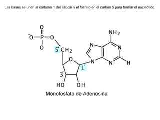 Las bases se unen al carbono 1 del azúcar y el fosfato en el carbón 5 para formar el nucleótido. 