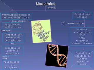 BioquímicaestudiaMetabolismo célulasComponentes químicos de los seres vivosPara evolución…Con  investigaciones como:Propiedades de Proteínas*Ciclos energéticos*M.P*RNA*Proyecto GENOMA  humanoCon el fin deComparar las cadenas de aminoácidos Y así…Estudiar la cercanía    evolutivaRegistra y codifica el Código Genético HumanoProteínas como…Anticuerpos y antígenos…