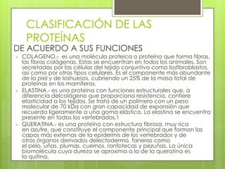 CLASIFICACIÓN DE LAS
     PROTEÍNAS
DE ACUERDO A SUS FUNCIONES
   COLAGENO.- es una molécula proteica o proteína que forma fibras,
    las fibras colágenas. Estas se encuentran en todos los animales. Son
    secretadas por las células del tejido conjuntivo como losfibroblastos,
    así como por otros tipos celulares. Es el componente más abundante
    de la piel y de loshuesos, cubriendo un 25% de la masa total de
    proteínas en los mamíferos.
   ELASTINA.- es una proteína con funciones estructurales que, a
    diferencia delcolágeno que proporciona resistencia, confiere
    elasticidad a los tejidos. Se trata de un polímero con un peso
    molecular de 70 kDa con gran capacidad de expansión que
    recuerda ligeramente a una goma elástica. La elastina se encuentra
    presente en todos los vertebrados.1
   QUERATINA.- es una proteína con estructura fibrosa, muy rica
    en azufre, que constituye el componente principal que forman las
    capas más externas de la epidermis de los vertebrados y de
    otros órganos derivados delectodermo, faneras como
    el pelo, uñas, plumas, cuernos, ranfotecas y pezuñas. La única
    biomolécula cuya dureza se aproxima a la de la queratina es
    la quitina.
 
