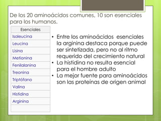 De los 20 aminoácidos comunes, 10 son esenciales
para los humanos.
     Esenciales
 Isoleucina       • Entre los aminoácidos esenciales
 Leucina            la arginina destaca porque puede
 Lisina             ser sintetizada, pero no al ritmo
 Metionina          requerido del crecimiento natural
 Fenilalanina
                  • La histidina no resulta esencial
                    para el hombre adulto
 Treonina
                  • La mejor fuente para aminoácidos
 Triptófano
                    son las proteínas de origen animal
 Valina
 Histidina
 Arginina
 