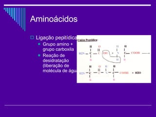 Aminoácidos Ligação pepitídica Grupo amino + grupo carboxila Reação de desidratação (liberação de molécula de água) 