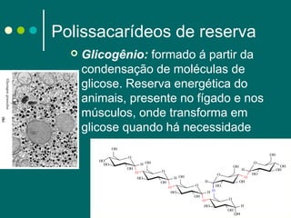 Polissacarídeos de reserva


Glicogênio: formado á partir da
condensação de moléculas de
glicose. Reserva energética do
animais, presente no fígado e nos
músculos, onde transforma em
glicose quando há necessidade
OH
HO
HO

OH

O
H OH
OH

O
HO

O

OH
O

O

H OH
OH
O
HO

O

H
O
OH

H
HO
H O

OH

O
HO

O
H
OH

OH

HO

OH
OH

 