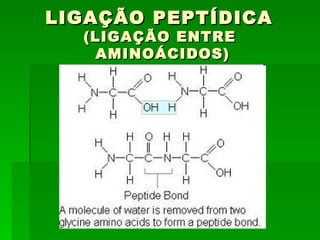 LIGAÇÃO PEPTÍDICA
  (LIGAÇÃO ENTRE
   AMINOÁCIDOS)
 