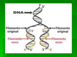 Bioquímica   componentes inorgânicos e orgânicos