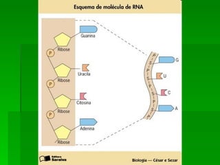 Bioquímica   componentes inorgânicos e orgânicos