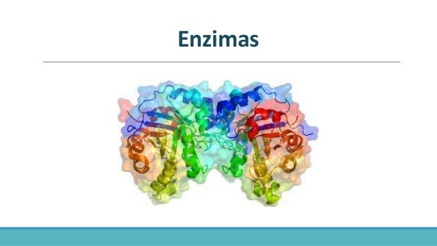 Las Enzimas Bioquímica