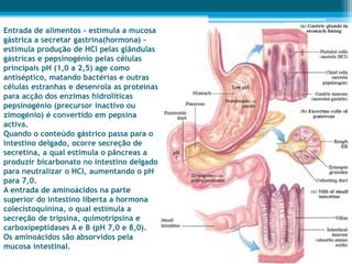 BIOQUMICA - ESCOLA DE ENFERMAGEM -OXIDAO DOS AMINOCIDOS E PRODUO DE ...