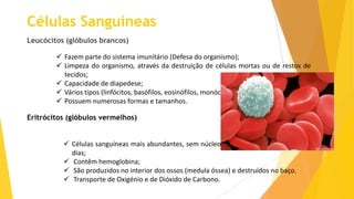 Células Sanguíneas
Leucócitos (glóbulos brancos)
 Fazem parte do sistema imunitário (Defesa do organismo);
 Limpeza do organismo, através da destruição de células mortas ou de restos de
tecidos;
 Capacidade de diapedese;
 Vários tipos (linfócitos, basófilos, eosinófilos, monócitos, neutrófilos)
 Possuem numerosas formas e tamanhos.
Eritrócitos (glóbulos vermelhos)
 Células sanguíneas mais abundantes, sem núcleo e com uma duração média de 120
dias;
 Contêm hemoglobina;
 São produzidos no interior dos ossos (medula óssea) e destruídos no baço.
 Transporte de Oxigénio e de Dióxido de Carbono.

 