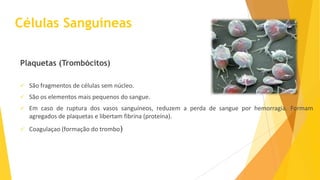 Plaquetas (Trombócitos)


São fragmentos de células sem núcleo.



São os elementos mais pequenos do sangue.



Em caso de ruptura dos vasos sanguíneos, reduzem a perda de sangue por hemorragia. Formam
agregados de plaquetas e libertam fibrina (proteína).



Coagulaçao (formação do trombo)

 