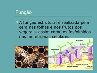 Função


A função estrutural é realizada pela
cera nas folhas e nos frutos dos
vegetais, assim como os fosfolípidos
nas membranas celulares.

 