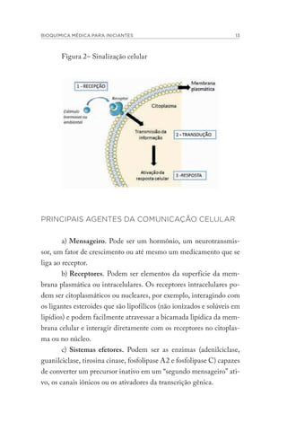 BIOQUÍMICA MÉDICA PARA INICIANTES 13
Figura 2– Sinalização celular
PRINCIPAIS AGENTES DA COMUNICAÇÃO CELULAR
a) Mensageiro. Pode ser um hormônio, um neurotransmis-
sor, um fator de crescimento ou até mesmo um medicamento que se
liga ao receptor.
b) Receptores. Podem ser elementos da superfície da mem-
brana plasmática ou intracelulares. Os receptores intracelulares po-
dem ser citoplasmáticos ou nucleares, por exemplo, interagindo com
os ligantes esteroides que são lipofílicos (não ionizados e solúveis em
lipídios) e podem facilmente atravessar a bicamada lipídica da mem-
brana celular e interagir diretamente com os receptores no citoplas-
ma ou no núcleo.
c) Sistemas efetores. Podem ser as enzimas (adenilciclase,
guanilciclase, tirosina cinase, fosfolipase A2 e fosfolipase C) capazes
de converter um precursor inativo em um “segundo mensageiro” ati-
vo, os canais iônicos ou os ativadores da transcrição gênica.
 