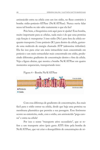 28 DÉBORA DALPAI / ALETHÉA GATTO BARSCHAK
aminoácido entra na célula com um íon sódio, no fluxo contrário à
bomba sódio-potássio-ATPase (Na+
K+
ATPase). Nunca ouviu falar
nessa tal bomba ou não sabe exatamente o que ela faz?
Pois bem, a bioquímica está aqui para te ajudar! Essa bomba,
muito importante para as células, nada mais é do que uma proteína
cuja função é: transportar 3 íons sódio (Na+
) para fora da célula en-
quanto transporta 2 íons potássio (K+
) para dentro da célula, gastan-
do uma molécula de energia chamada ATP (adenosina trifosfato).
Ela faz isso para criar um meio intracelular mais concentrado em
potássio e um meio extracelular mais concentrado em sódio, produ-
zindo diferentes gradientes de concentração dentro e fora da célula.
Veja a figura abaixo, que mostra a bomba Na+
K+
ATPase em quatro
momentos sequenciais, transportando íons:
Figura 4 – Bomba Na+
K+
ATPase
Com essa diferença de gradientes de concentrações, fica mais
fácil para o sódio entrar na célula, desde que haja uma proteína na
membrana plasmática que permita a sua passagem. Esse fenômeno
ocorre no enterócito, onde, com o sódio, um aminoácido “pega caro-
na” e entra na célula!
Por isso o nome “transporte ativo secundário”, que se re-
fere a um transporte ativo (pois gasta ATP) feito pela bomba de
Na+
K+
ATPase, que vai criar o desequilíbrio de concentrações de só-
 