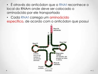 • É através do anticódon que o RNAt reconhece o
local do RNAm onde deve ser colocado o
aminoácido por ele transportado
• Cada RNAt carrega um aminoácido
específico, de acordo com o anticódon que possui




                                                   10
 