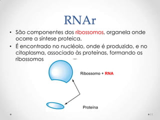 RNAr
• São componentes dos ribossomos, organela onde
  ocorre a síntese proteica.
• É encontrado no nucléolo, onde é produzido, e no
  citoplasma, associado às proteínas, formando os
  ribossomos

                         Ribossomo + RNA




                          Proteína
                                                     11
 