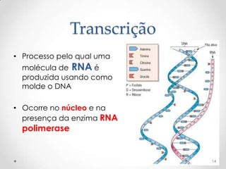 Transcrição
• Processo pelo qual uma
  molécula de RNA é
  produzida usando como
  molde o DNA

• Ocorre no núcleo e na
  presença da enzima RNA
  polimerase


                             14
 