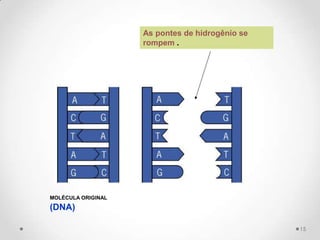 As pontes de hidrogênio se
                    rompem .




MOLÉCULA ORIGINAL
(DNA)

                                                 15
 