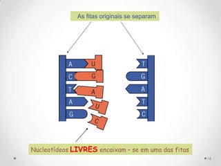 As fitas originais se separam




Nucleotídeos LIVRES encaixam – se em uma das fitas
                                                     16
 
