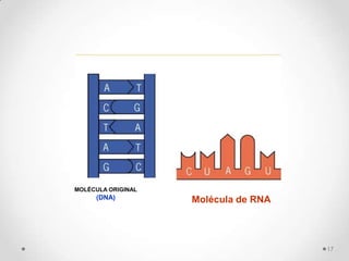 MOLÉCULA ORIGINAL
     (DNA)          Molécula de RNA




                                      17
 