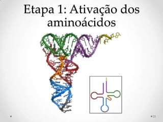 Etapa 1: Ativação dos
    aminoácidos




                        25
 