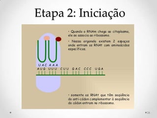 Etapa 2: Iniciação




                     26
 