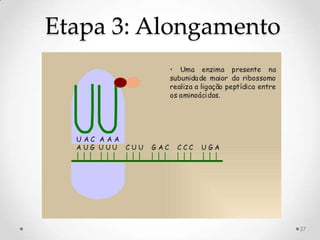 Etapa 3: Alongamento




                       27
 