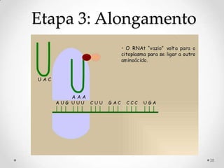 Etapa 3: Alongamento




                       28
 