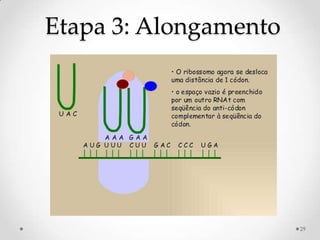 Etapa 3: Alongamento




                       29
 