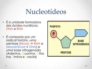 Nucleotídeos
• É a unidade formadora
  dos ácidos nucléicos:
  DNA e RNA

• É composto por um
  radical fosfato, uma
  pentose (ribose  RNA e
  desoxirribose DNA) e
  uma base nitrogenada
  (Adenina, Guanina, Citos
  ina, Timina e Uracila)

                             3
 
