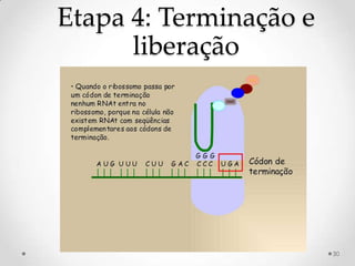 Etapa 4: Terminação e
      liberação




                        30
 