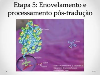 Etapa 5: Enovelamento e
processamento pós-tradução




                             32
 