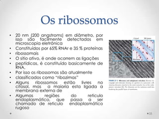 Os ribossomos
•   20 nm (200 angstroms) em diâmetro, por
    isso são facilmente detectados em
    microscopia eletrônica
•   Constituídos por 65% RNAr e 35 % proteínas
•   ribossomais
•   O sitio ativo, é onde ocorrem as ligações
•   peptídicas, é constituído basicamente de
    RNA,
•   Por isso os ribossomos são atualmente
•   classificados como “ribozimas”
•   Alguns      ribossomos   estão   livres   no
    citosol, mas       a maioria esta ligada a
    membrana externa de
•   Algumas          regiões     do      reticulo
    endoplasmático, que passa a ser
    chamado de reticulo endoplasmático
    rugoso
                                                    33
 