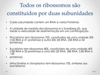 Todos os ribossomos são
constituídos por duas subunidades
•   Cada subunidade contem um RNAr e varias Proteínas

•   A unidade de medida dos ribossomos é o Svedberg (S), que
    mede a velocidade de sedimentação em um centrifugação.

•   Procariotos tem ribossomos 70S, constituídos de uma unidade 30S
    (16S RNA e 21 proteínas) e outra 50S (5S RNA, 23S RNA e 34
    proteínas)

•   Eucariotos tem ribossomos 80S, constituídos de uma unidade 40S
    (18S RNA e 33 proteínas) e uma 60S (5S RNA, 28S RNA, 5,8S RNA e
    ~49
•   proteínas)

•   Mitocôndrias e cloroplastos tem ribossomos 70S, similares aos
    bacterianos

                                                                      34
 