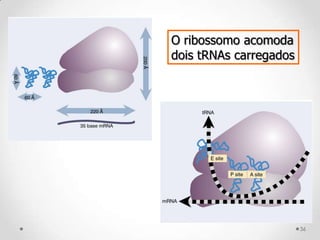O ribossomo acomoda
dois tRNAs carregados




                        36
 