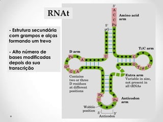 RNAt
- Estrutura secundária
com grampos e alças
formando um trevo

- Alto número de
bases modificadas
depois da sua
transcrição
 