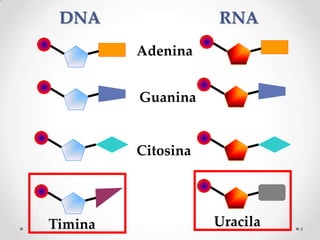 DNA                RNA
         Adenina


         Guanina


         Citosina




Timina              Uracila   4
 