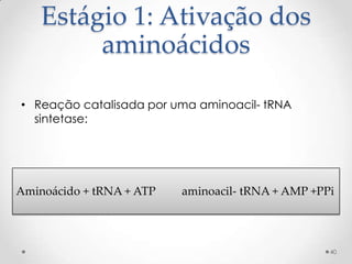 Estágio 1: Ativação dos
         aminoácidos

• Reação catalisada por uma aminoacil- tRNA
  sintetase:




Aminoácido + tRNA + ATP   aminoacil- tRNA + AMP +PPi




                                                   40
 