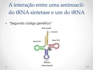 A interação entre uma aminoacil-
 do tRNA sintetase e um do tRNA
• “Segundo código genético”




                                    44
 