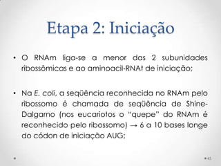 Etapa 2: Iniciação
• O RNAm liga-se a menor das 2 subunidades
  ribossômicas e ao aminoacil-RNAt de iniciação;


• Na E. coli, a seqüência reconhecida no RNAm pelo
  ribossomo é chamada de seqüência de Shine-
  Dalgarno (nos eucariotos o “quepe” do RNAm é
  reconhecido pelo ribossomo) → 6 a 10 bases longe
  do códon de iniciação AUG;

                                                 45
 