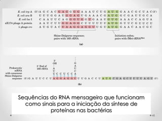 Sequências do RNA mensageiro que funcionam
  como sinais para a iniciação da síntese de
           proteínas nas bactérias
                                               48
 