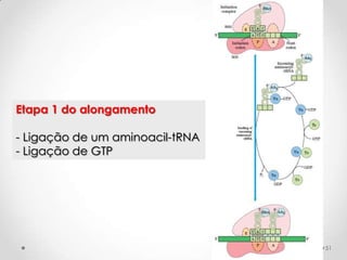 Etapa 1 do alongamento

- Ligação de um aminoacil-tRNA
- Ligação de GTP




                                 51
 